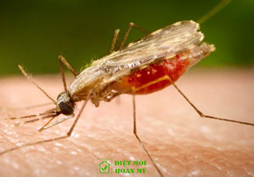 Cách diệt muỗi anophen hiệu quả