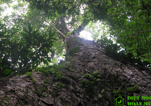 Đặc điểm gỗ phay là gì?