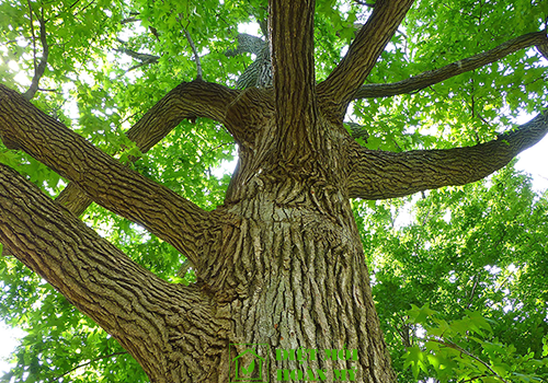 Đặc điểm gỗ sồi là gì?