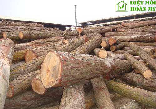 Đặc điểm gỗ thông là gì?