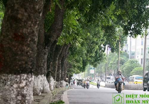 Đặc tính của gỗ xà cừ là gì?