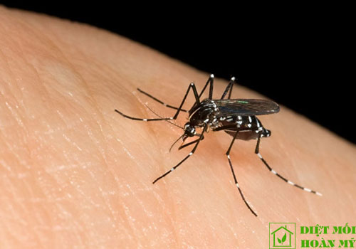 Loài muỗi hút máu người để làm gì?