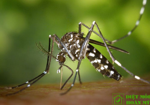 Loài muỗi nào truyền bệnh sốt xuất huyết?