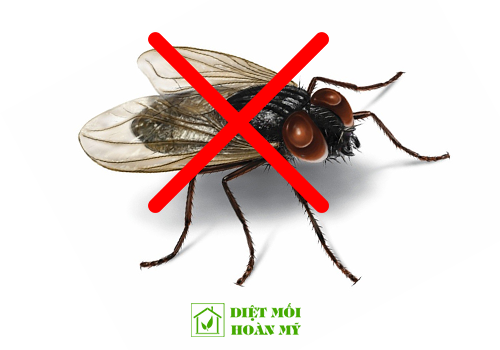 Mẹo diệt ruồi hiệu quả và an toàn
