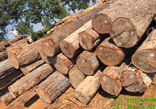 Một số đặc tính gỗ kiền kiền