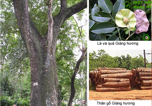 Đặc điểm gỗ Giáng hương là gì?