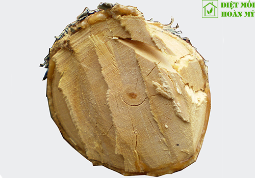 Gỗ Mít dùng làm gì?