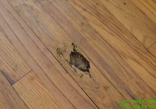 Sàn gỗ công nghiệp có bị mối mọt không?