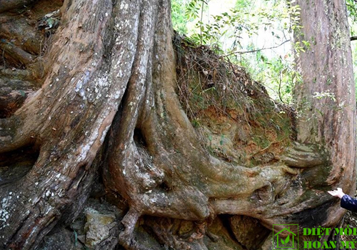 Sử dụng gỗ Thông đỏ làm gì?