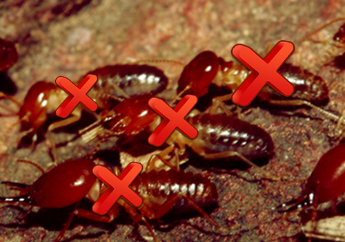 Dịch vụ diệt mối tại nhà TP.HCM