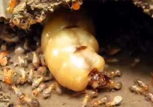 Các loại gỗ chống mối mọt