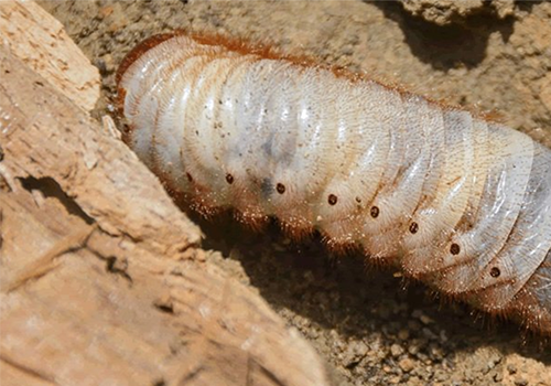 Cách chống mối mọt cho gỗ