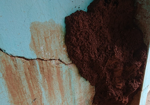 Cách diệt mối ăn tường nhà