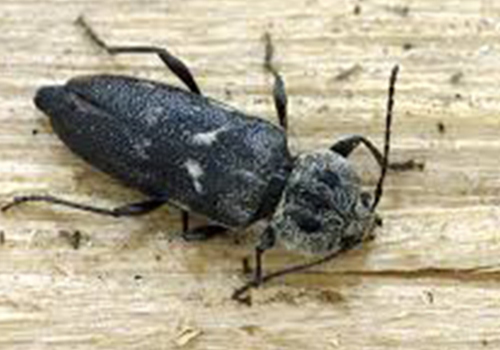 Cách trị mọt ăn gỗ