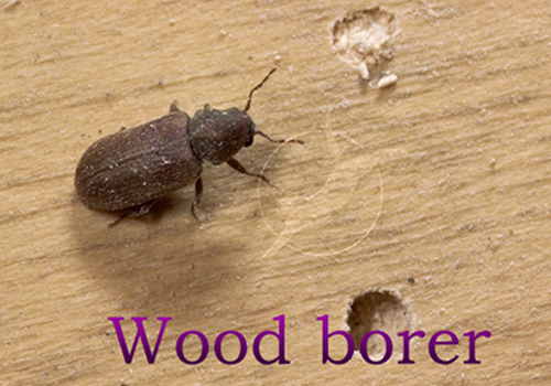 Diệt mọt gỗ bằng cách nào?