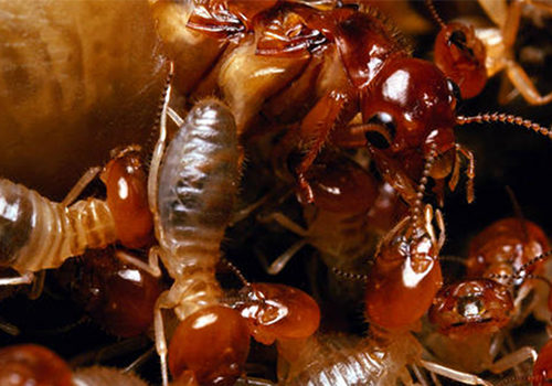 gỗ gì mối không ân