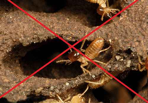 Gỗ nào mối không ăn