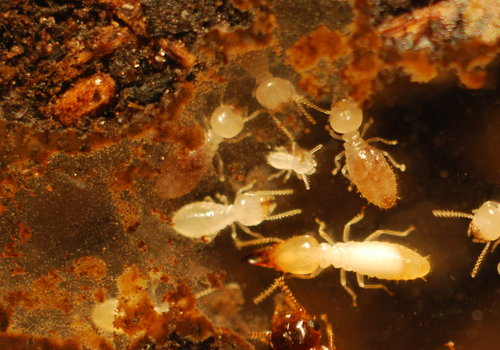 Mối có ăn được bê tông không