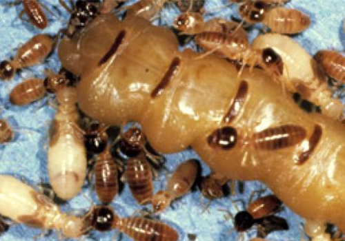 Mọt gỗ khô sinh ở đâu