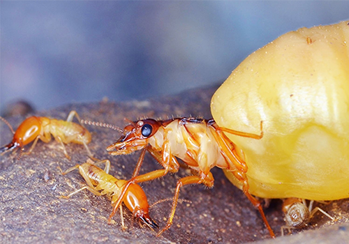 Thuốc chống mọt cho gỗ hiệu quả