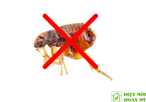 Bọ chét sợ gì?