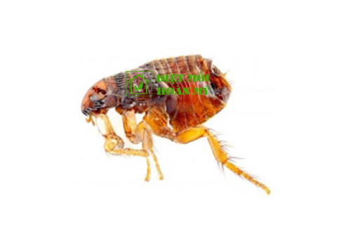 Bọ chét và cách diệt