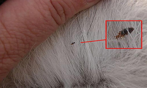 Cách diệt bọ chét chó hiệu quả