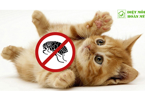 Cách diệt bọ chét ở mèo