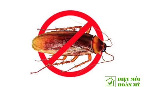 Cách diệt gián an toàn