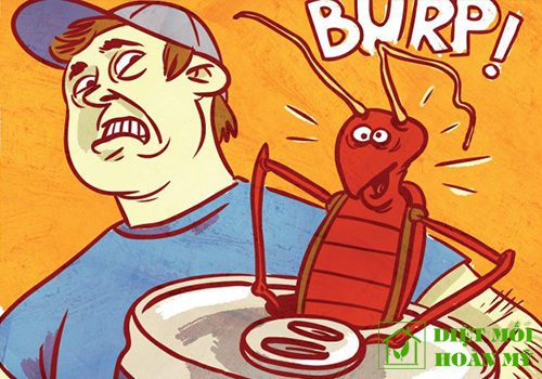 Cách diệt gián bằng nước gạo vô cùng hay ho