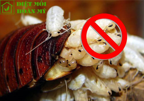 Cách diệt gián con