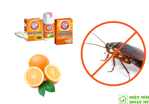 Cách diệt gián đơn giản hiệu quả