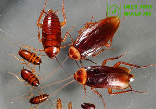 Cách diệt gián không cần thuốc