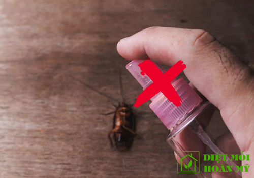 CÁCH DIỆT GIÁN KHÔNG DÙNG HÓA CHẤT HIỆU QUẢ