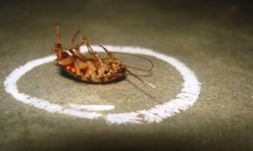 Cách diệt gián nhanh nhất