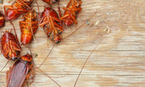 Cách diệt gián trong nhà tắm