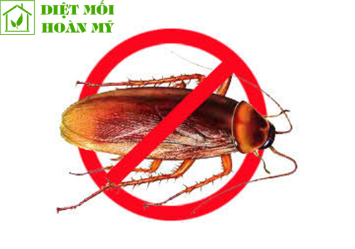 Cách diệt gián tự nhiên