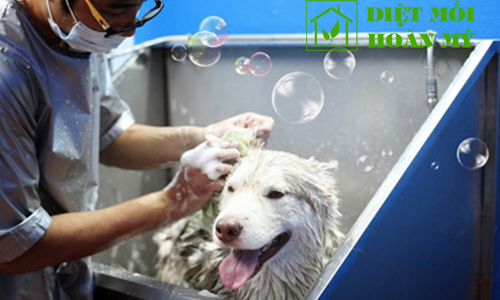 Cách diệt ve chó đơn giản