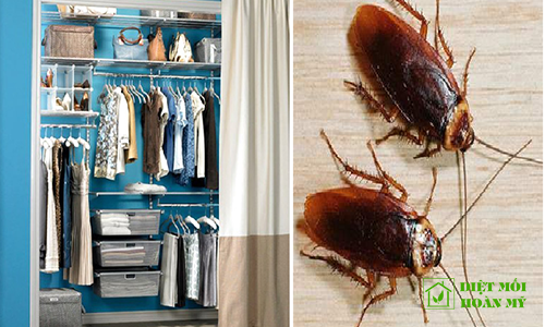 Chống gián trong tủ quần áo