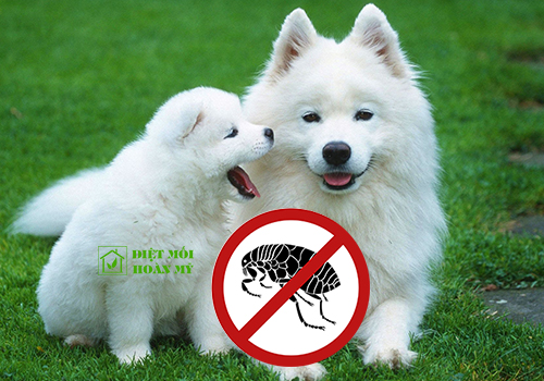 Diệt bọ chét tận gốc