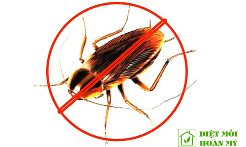 Diệt gián Đức hiệu quả