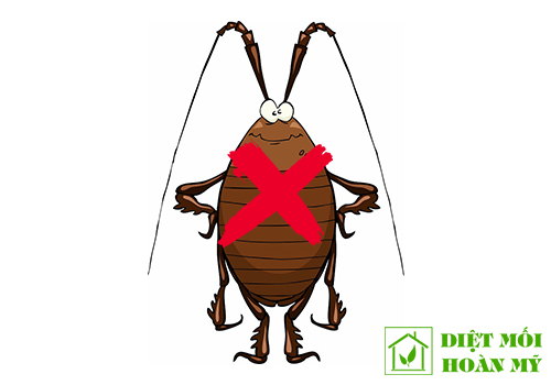 PHƯƠNG PHÁP DIỆT GIÁN TRIỆT ĐỂ