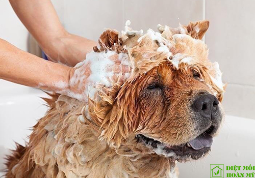 Diệt ve chó hiệu quả