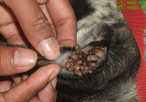 Diệt ve chó vào nhà