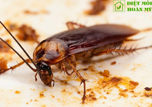 Gián gây bệnh gì?