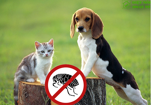 Làm sao để diệt bọ chét?