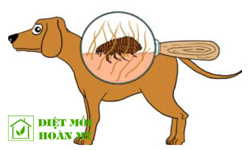 Làm sao để diệt ve chó?