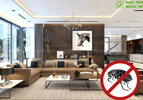 Mẹo diệt bọ chét trong nhà