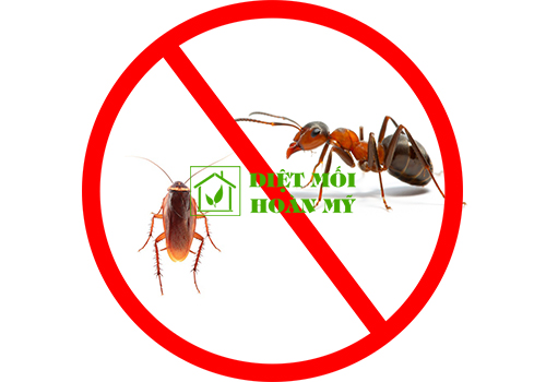 Mẹo đuổi gián kiến