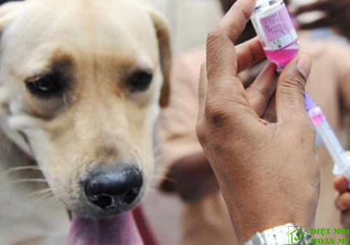 Ve chó có ký sinh trên người không?